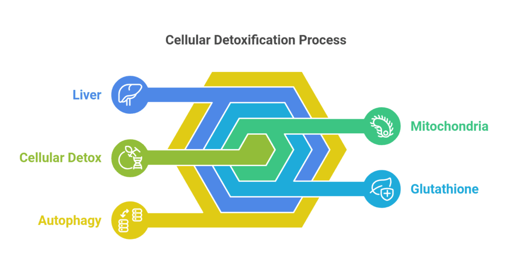 A detailed illustration of human cells undergoing detoxification, showing toxins being removed and replaced with clean, healthy cells. The image symbolizes the science behind cellular detox and its benefits for the body.