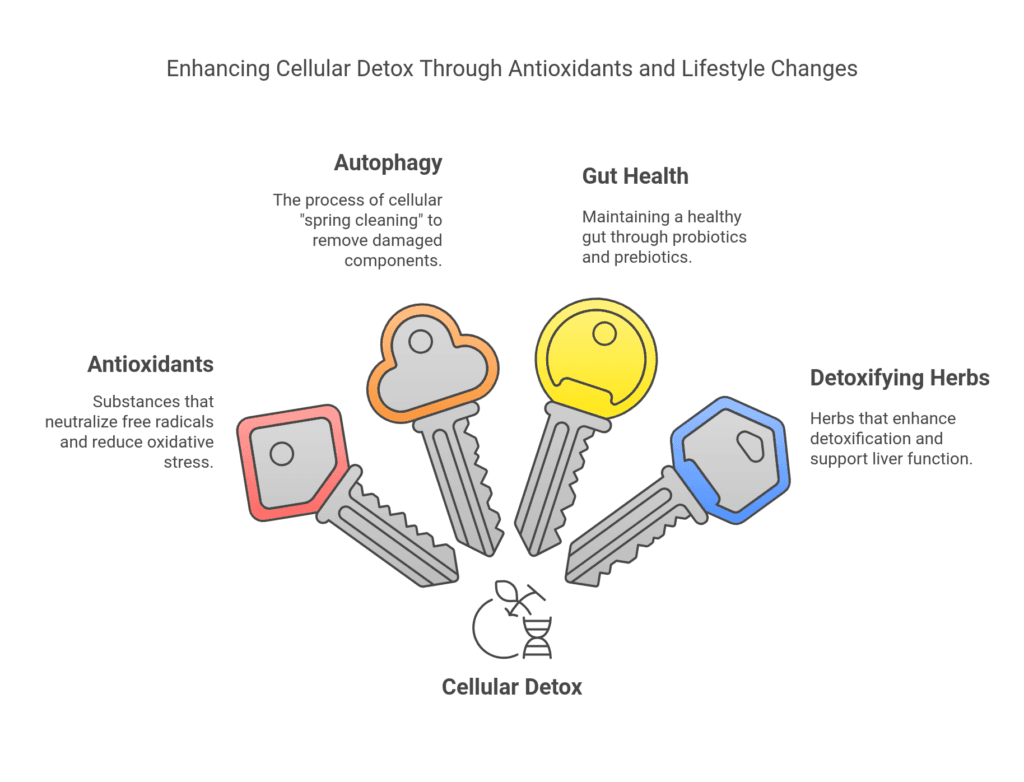 A vibrant image of fresh fruits, vegetables, and herbs arranged in a detox-friendly meal, symbolizing the key strategies for cellular detox and a healthy lifestyle.